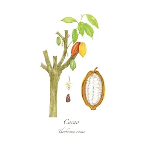 Cacao Print