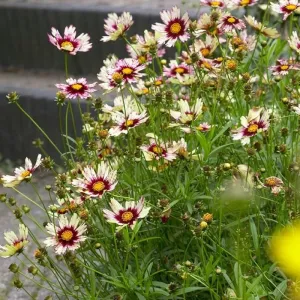 Coreopsis Red Shift Flower Plants