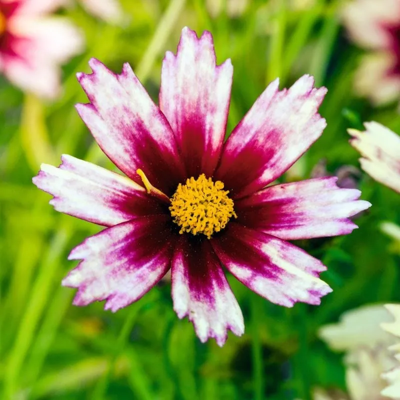 Coreopsis Red Shift Flower Plants