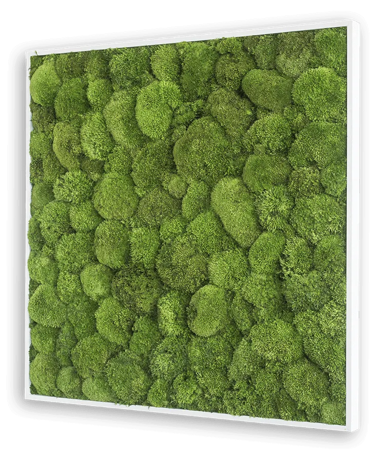 Green Square Moss Art (80cm)