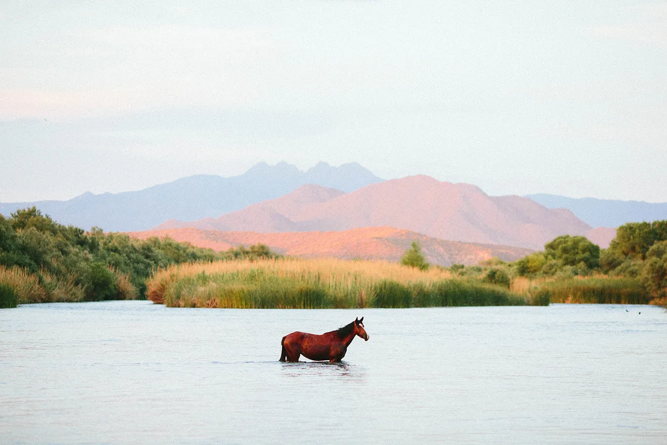 Photographic Print | A Horse With No Name II