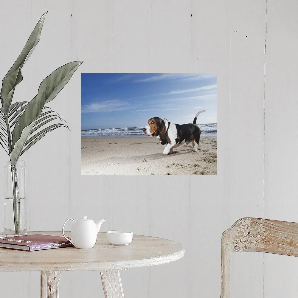 "Basset hound walking on the beach" Poster Print - Multi